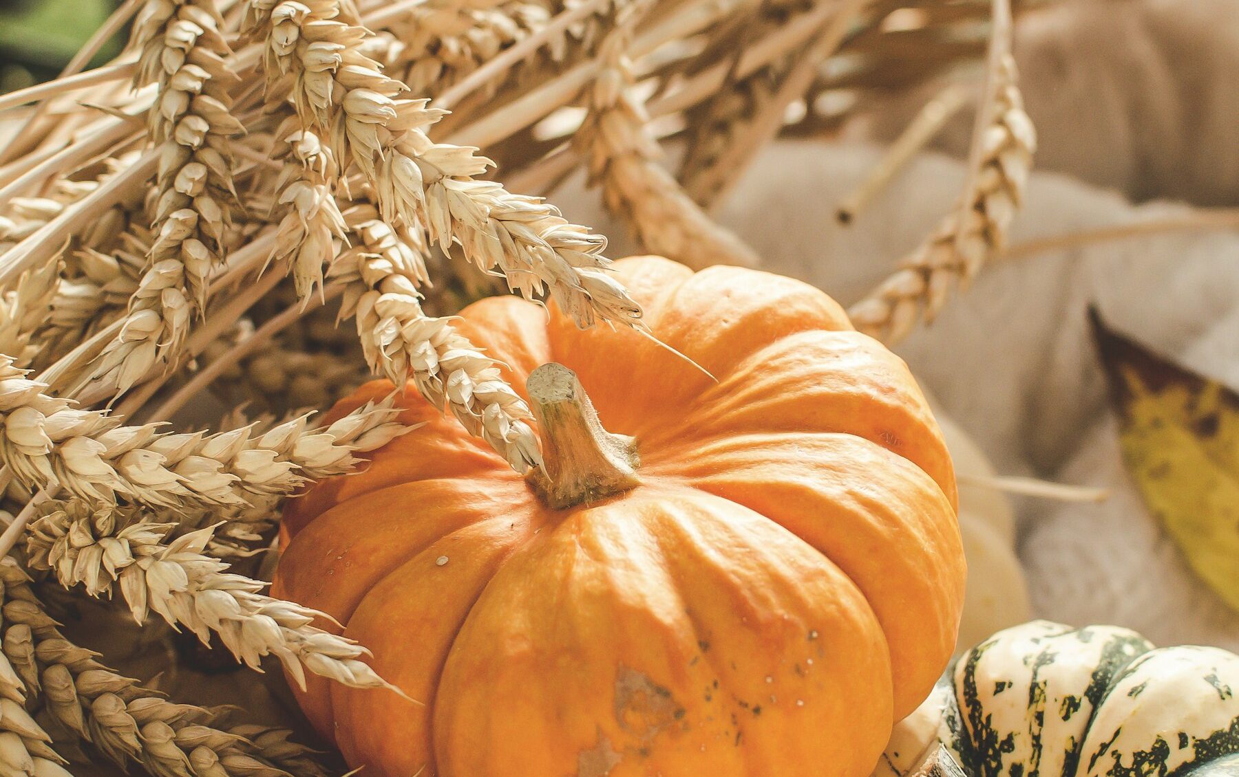 Orange and white pumpkins and wheat stalks in a wicker basket, an autumn harvest display